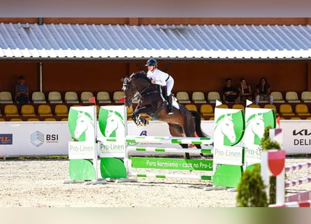 Studbook angloeuropeo, Giumenta, 6 Anni, 168 cm, Baio nero