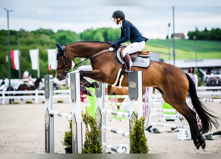 Studbook angloeuropeo, Giumenta, 6 Anni, 175 cm, Baio
