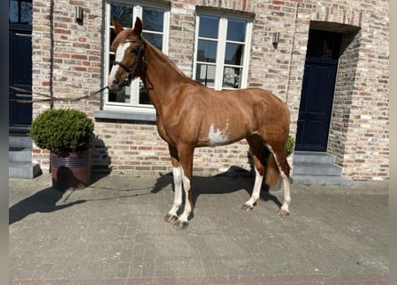 Studbook angloeuropeo, Giumenta, 7 Anni, 164 cm, Sauro