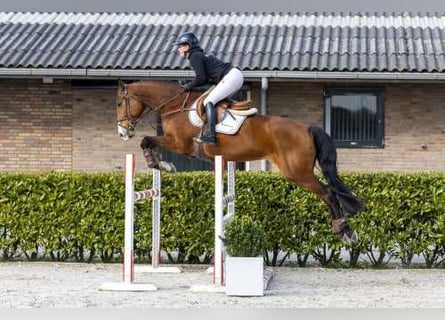 Studbook angloeuropeo, Giumenta, 7 Anni, 168 cm, Baio
