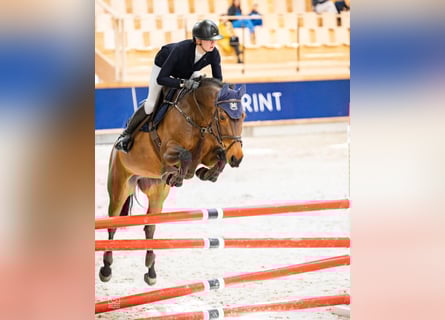 Studbook angloeuropeo, Giumenta, 8 Anni, 165 cm, Baio
