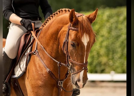 Studbook angloeuropeo, Giumenta, 8 Anni, 167 cm, Sauro
