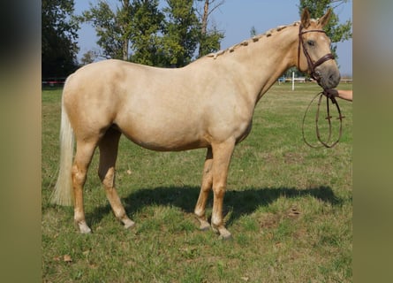 Studbook angloeuropeo, Giumenta, 9 Anni, 165 cm, Palomino