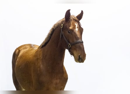 Studbook angloeuropeo, Stallone, 1 Anno, 161 cm, Sauro