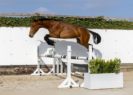 Studbook angloeuropeo, Stallone, 2 Anni, 155 cm, Baio