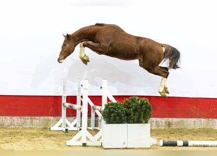 Studbook angloeuropeo, Stallone, 2 Anni, 158 cm