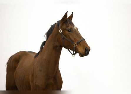 Studbook angloeuropeo, Stallone, 2 Anni, 163 cm, Baio