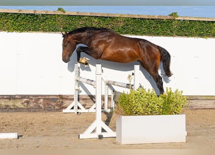 Studbook angloeuropeo, Stallone, 2 Anni, 166 cm, Baio