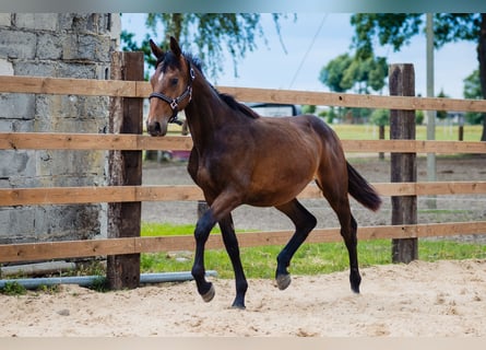 Studbook angloeuropeo, Stallone, 2 Anni, 168 cm, Baio ciliegia