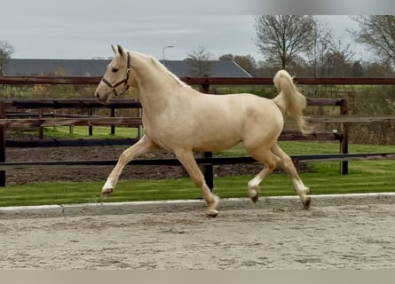 Studbook angloeuropeo, Stallone, 3 Anni, 162 cm, Palomino