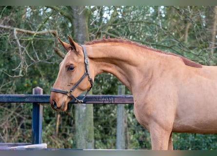 Studbook angloeuropeo, Stallone, 3 Anni, 164 cm, Sauro