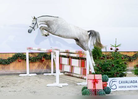 Studbook angloeuropeo, Stallone, 3 Anni, Grigio