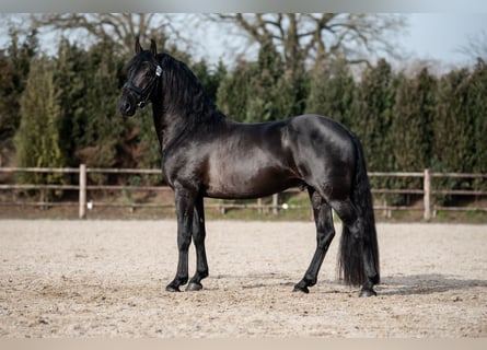 Studbook angloeuropeo Mix, Stallone, 4 Anni, 162 cm, Morello