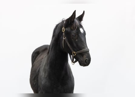 Studbook angloeuropeo, Stallone, Puledri (04/2025), 152 cm, Morello