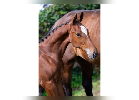Studbook angloeuropeo, Stallone, Puledri (03/2025)