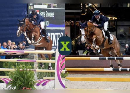 Studbook européen anglo, Inconnu, Embryon