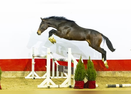 Studbook européen anglo, Étalon, 1 Année, 160 cm, Bai