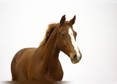 Studbook européen anglo, Étalon, 1 Année, 162 cm, Alezan