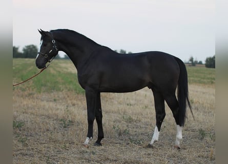 Studbook européen anglo, Étalon, 3 Ans, 170 cm, Bai brun