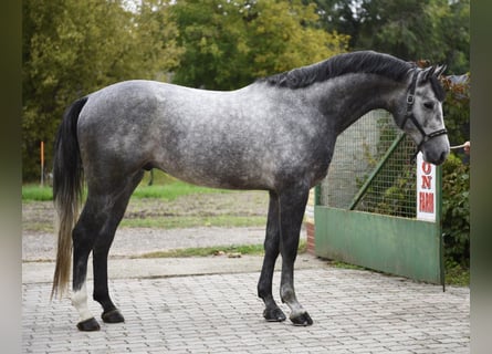 Studbook européen anglo, Étalon, 3 Ans, 171 cm, Gris