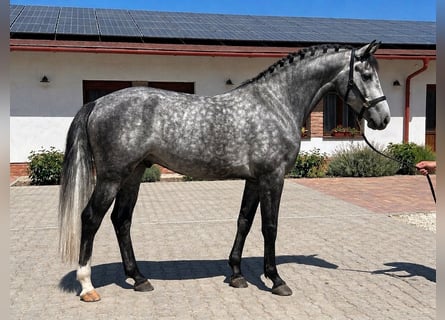Studbook européen anglo, Étalon, 4 Ans, 171 cm, Gris