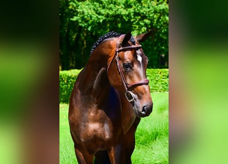 Studbook européen anglo, Étalon, 4 Ans, 172 cm, Bai brun