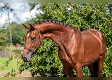 Studbook européen anglo, Étalon, 4 Ans, Bai