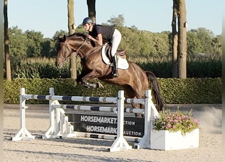 Studbook européen anglo, Étalon, 5 Ans, 163 cm, Bai brun