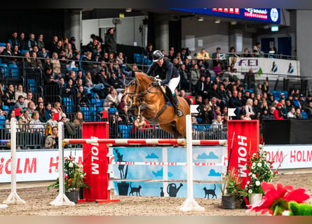 Studbook européen anglo, Hongre, 10 Ans, 170 cm, Bai cerise