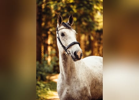 Studbook européen anglo, Hongre, 11 Ans, 165 cm, Gris pommelé