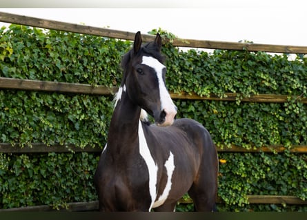 Studbook européen anglo, Hongre, 3 Ans, 170 cm, Pinto