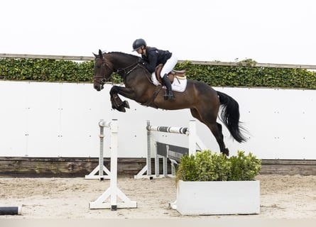 Studbook européen anglo, Hongre, 4 Ans, 165 cm