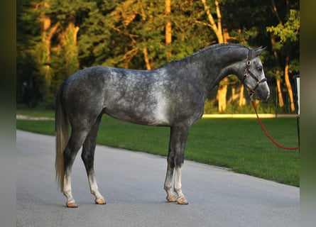 Studbook européen anglo, Hongre, 4 Ans, 172 cm, Gris