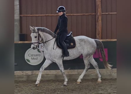 Studbook européen anglo, Hongre, 5 Ans, 161 cm, Gris