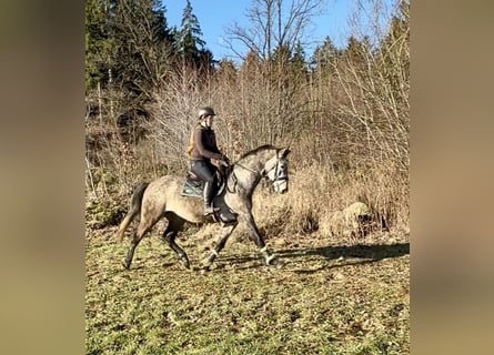 Studbook européen anglo, Hongre, 5 Ans, 163 cm, Gris