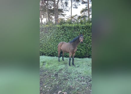 Studbook européen anglo, Hongre, 5 Ans, 165 cm, Bai