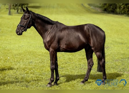 Studbook européen anglo, Hongre, 5 Ans, 165 cm, Noir