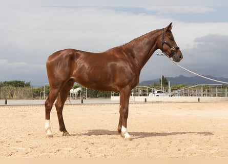 Studbook européen anglo, Hongre, 5 Ans, 169 cm, Alezan