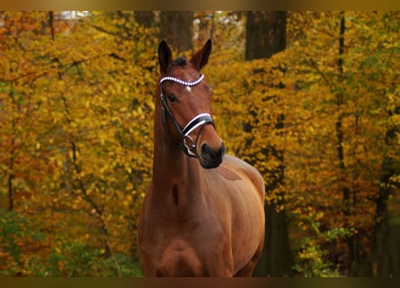 Studbook européen anglo, Hongre, 5 Ans, 175 cm, Bai