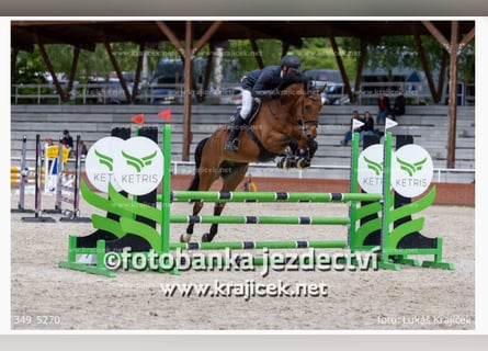 Studbook européen anglo, Hongre, 6 Ans, 170 cm, Bai