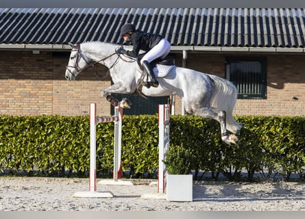 Studbook européen anglo, Hongre, 6 Ans, 173 cm, Gris pommelé