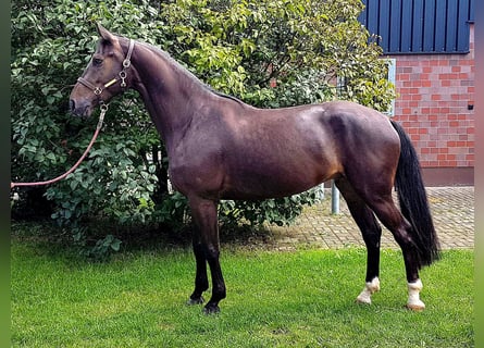 Studbook européen anglo, Hongre, 6 Ans, 175 cm, Bai brun