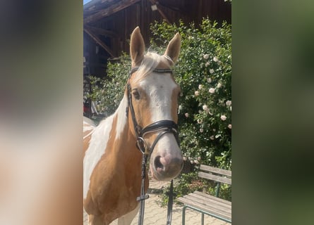 Studbook européen anglo, Hongre, 8 Ans, 148 cm, Pinto