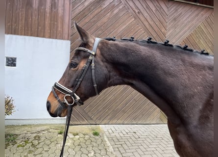 Studbook européen anglo, Jument, 11 Ans, 160 cm, Bai