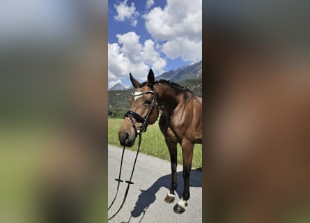 Studbook européen anglo, Jument, 11 Ans, 166 cm, Bai