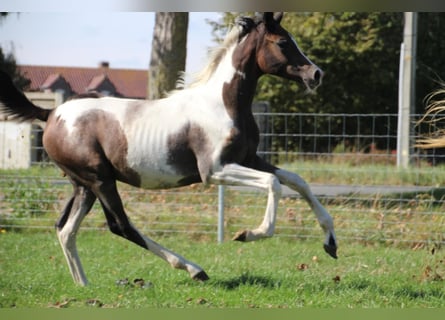 Studbook européen anglo, Jument, 1 Année, 160 cm, Pinto