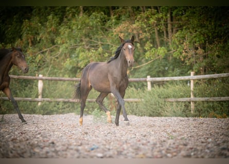 Studbook européen anglo, Jument, 2 Ans, 148 cm, Bai brun