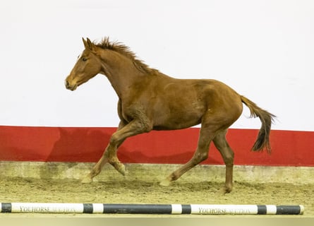 Studbook européen anglo, Jument, 2 Ans, 155 cm, Alezan