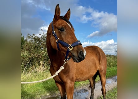 Studbook européen anglo, Jument, 2 Ans, 156 cm, Bai