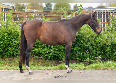 Studbook européen anglo, Jument, 2 Ans, 157 cm, Bai